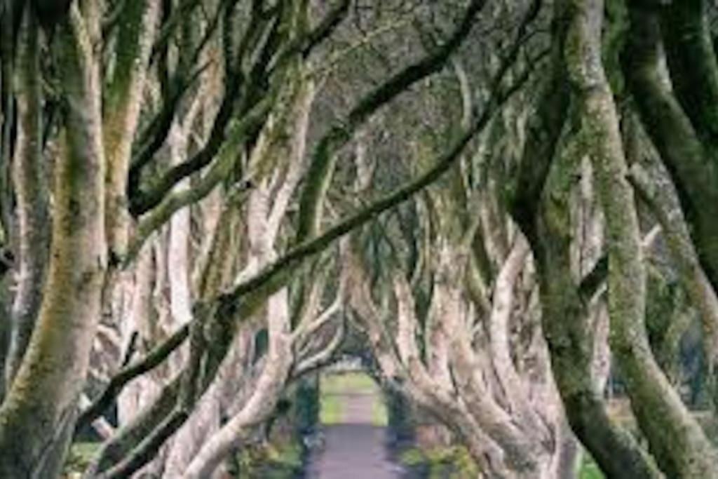 Barn Lane @ Drumagosker Rural Retreats Ardmore المظهر الخارجي الصورة